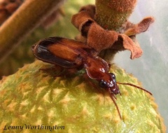Paraphaea binotata