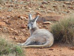 Osphranter robustus erubescens