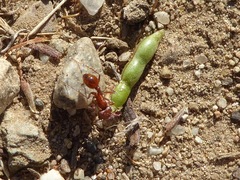 Pogonomyrmex californicus