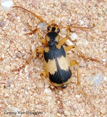 Coleoptera