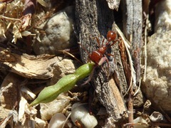 Pogonomyrmex californicus