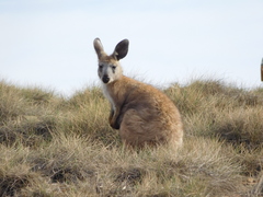 Osphranter robustus erubescens