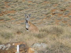 Osphranter robustus erubescens