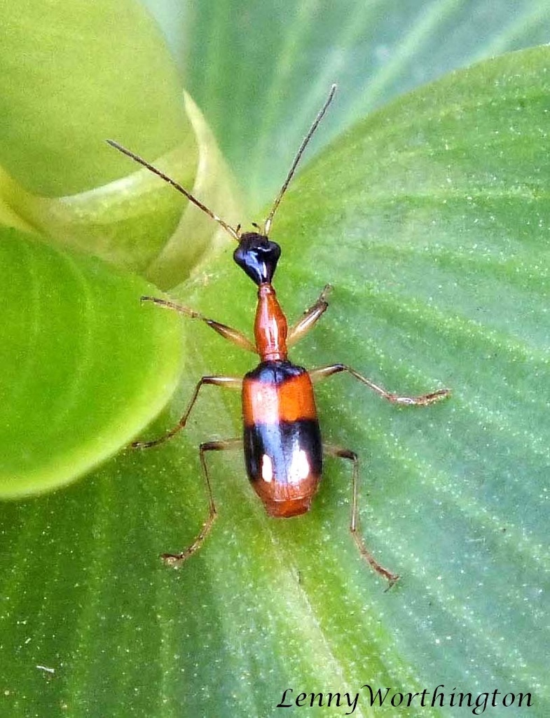Ophionea ishiii