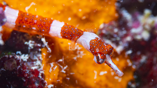 Brown-banded pipefish (Corythoichthys amplexus) — Syngnathidae