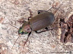 Coleoptera