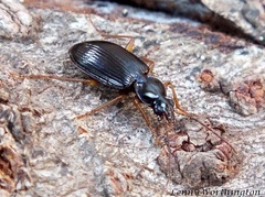 Coleoptera