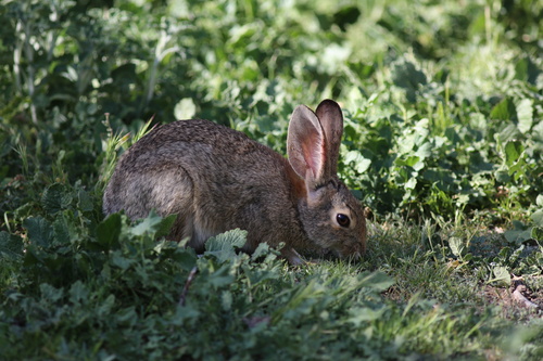 iNaturalist observation photo of Desert Cottontail