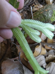 Selaginella intermedia