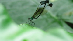 Psolodesmus mandarinus