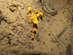 Craterellus aureus
