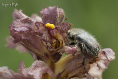 Tropinota squalida