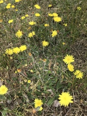 Pilosella officinarum