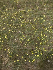 Pilosella officinarum