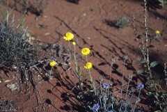 Leucochrysum stipitatum
