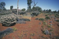 Leucochrysum stipitatum