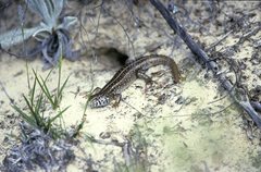 Liopholis multiscutata