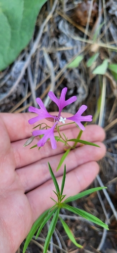 Image of Clarkia pulchella by (c) Ben Meredyk, some rights reserved (CC BY)