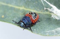 Coleotichus costatus