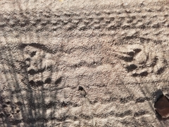 Hystrix africaeaustralis