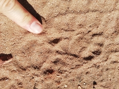 Hystrix africaeaustralis