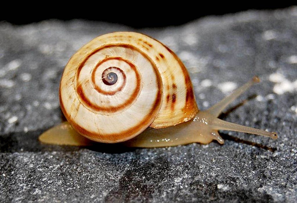 White Italian Snail (Madeira Snails) · iNaturalist