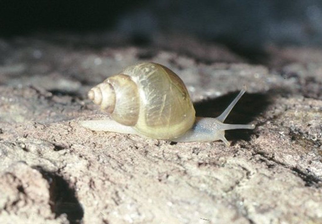 Amimopina