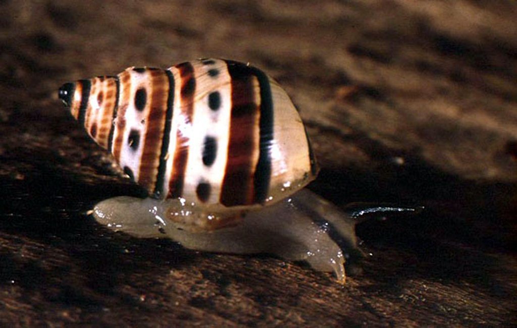 Spotted Porcelain Snail