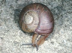 Strangesta