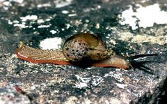 Helicarioninae