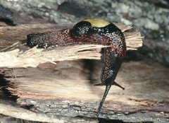 Thularion semoni