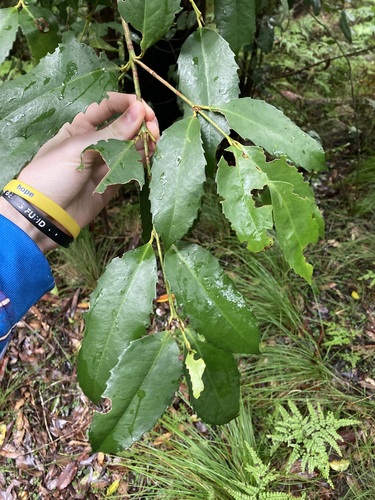Image of Doryphora sassafras by (c) Thomas Mesaglio, some rights reserved (CC BY)