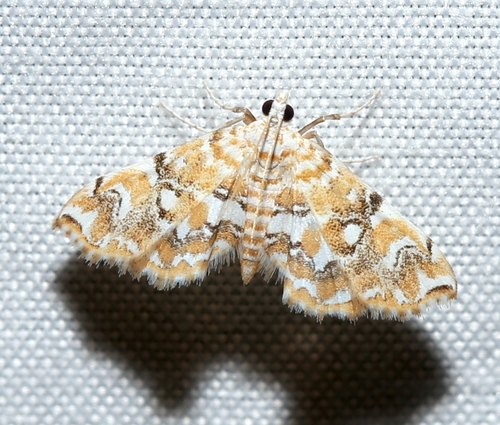 Elophila faulalis photo 2
