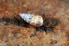 Cochlicella