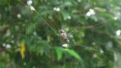 Araneus ejusmodi