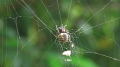 Araneus ejusmodi