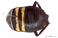 Cosmozosteria zonata