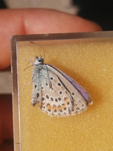 Plebejus trappi