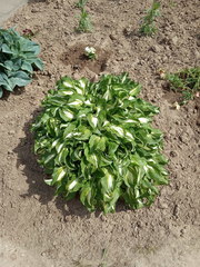 Hosta undulata
