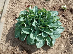 Hosta sieboldiana
