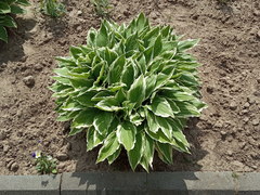 Hosta lancifolia