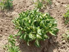 Hosta undulata