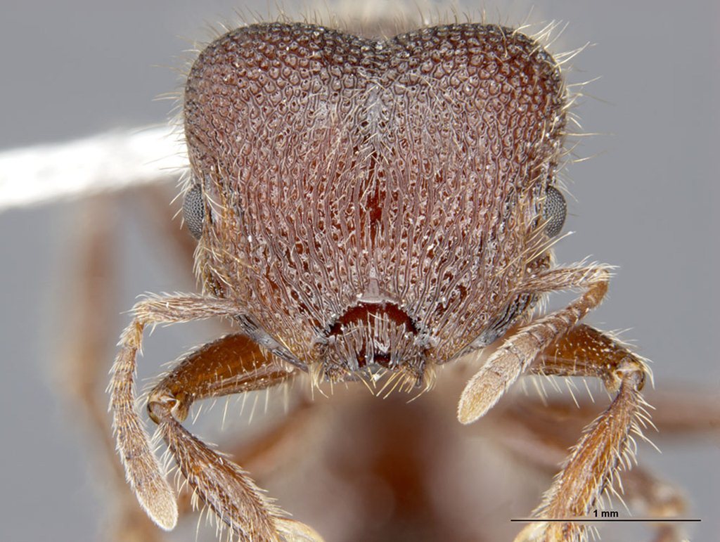 Meranoplus berrimah