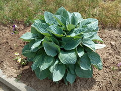 Hosta sieboldiana