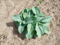 Hosta sieboldiana