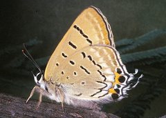 Jalmenus ictinus