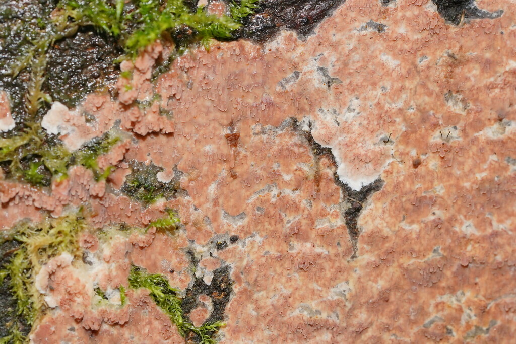 Meruliopsis taxicola from Balook VIC 3971, Australia on June 28, 2024 ...