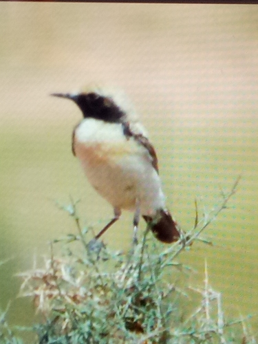 Desert Wheatear