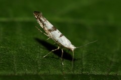 Argyresthia curvella