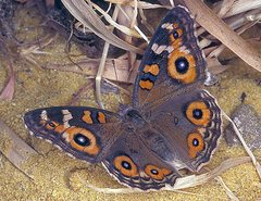 Junonia villida calybe